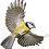 Oiseaux Oiseaux