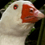 Sauss_Ente
